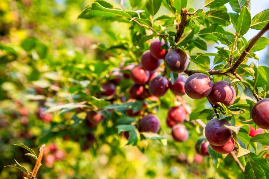 Джанка (Cherry plum капки) – растение против страх от загуба на контрол 11 Дърво с червена джанка.