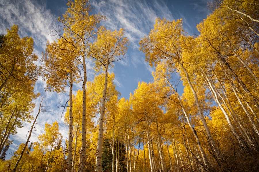 Гора с трепетлика.