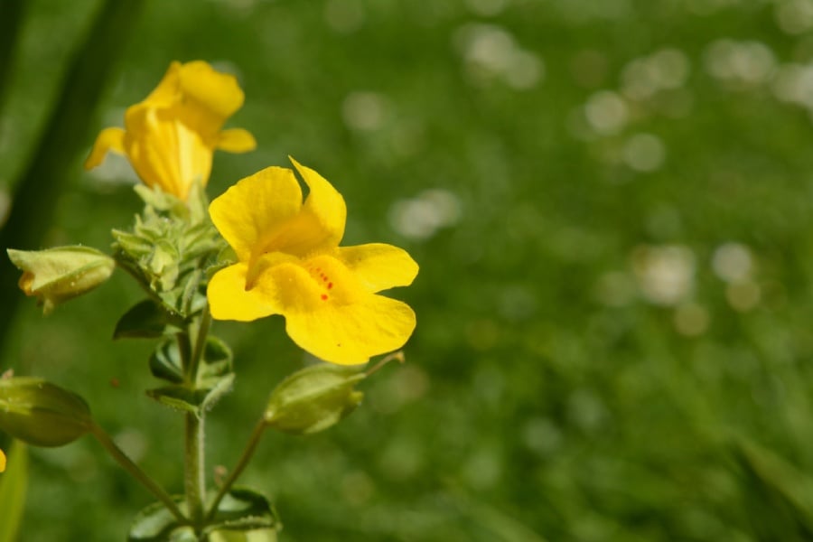 Мимулус (Mimulus капки) – растението на смелостта 7 Жълт мимулус.