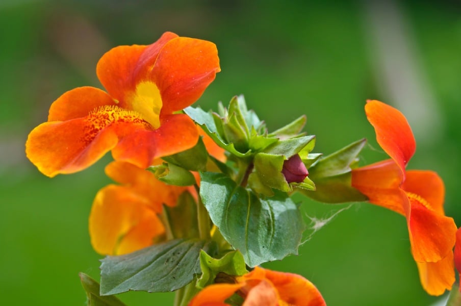 Мимулус (Mimulus капки) – растението на смелостта 6 Оранжев мимулус.
