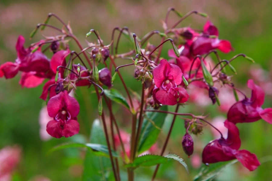Ползи от слабонога.