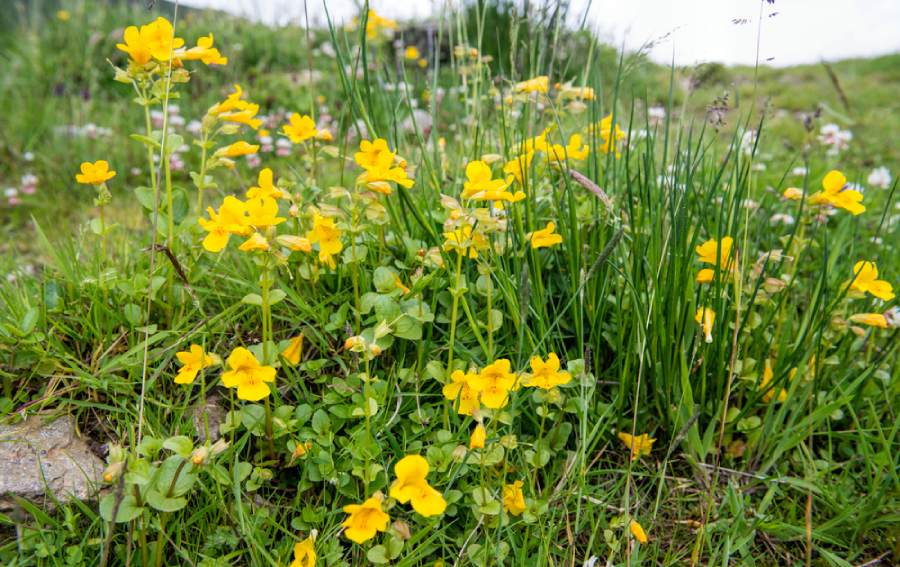Мимулус (Mimulus капки) – растението на смелостта 5 Растението мимулус.