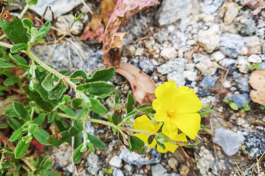 Скална роза (Rock rose капки) – свобода от страховете 5 Скална роза растение.