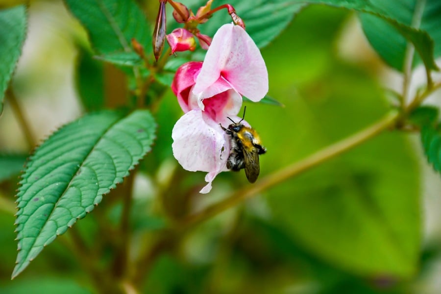 Слабонога и пчела.