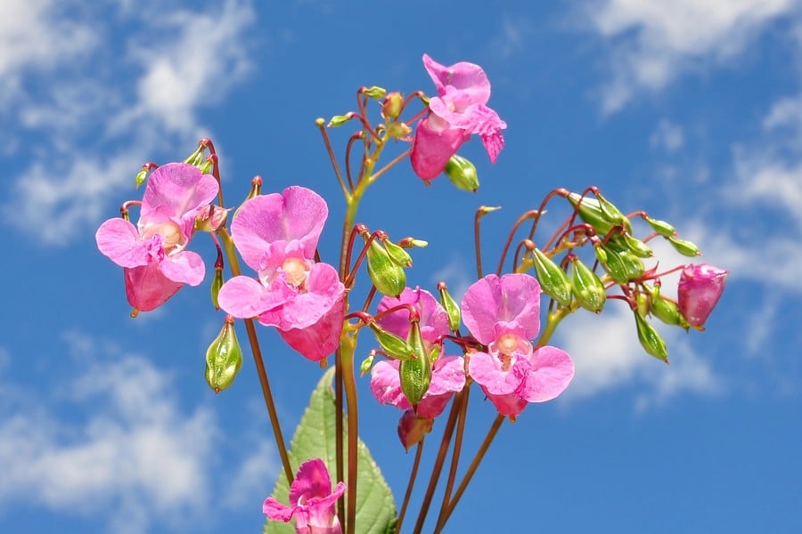 Слабонога против стрес.