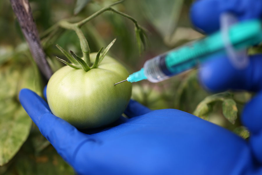 ГМО, генно модифицирана храна.