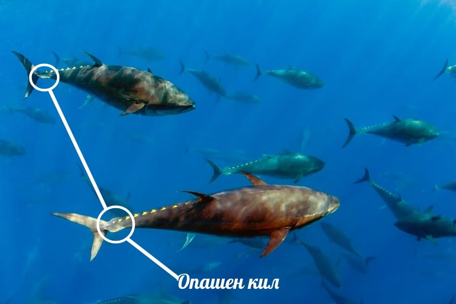 Кето сандвич с риба тон 6 Риба за кето сандвич с риба тон.