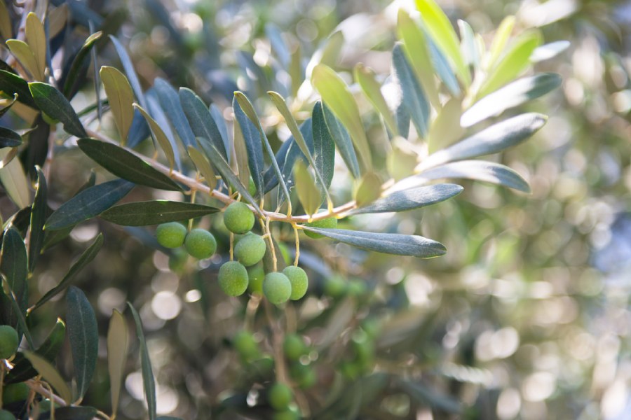 Чай от маслинови листа - употреби.