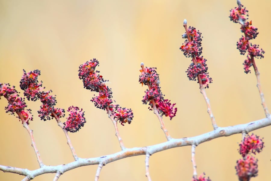 Цветове от полски бряст.