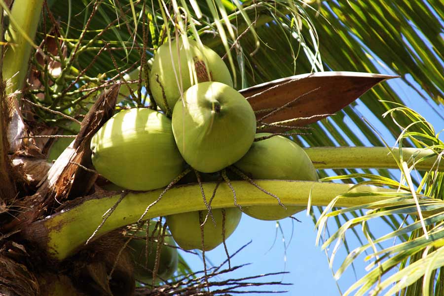 Кокосов орех на палма