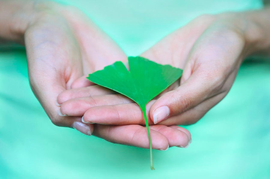 Оросяване на мозъка гинко в ръце