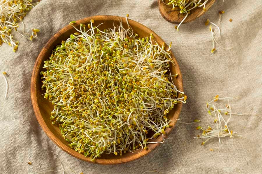 кълнове от люцерна в купа