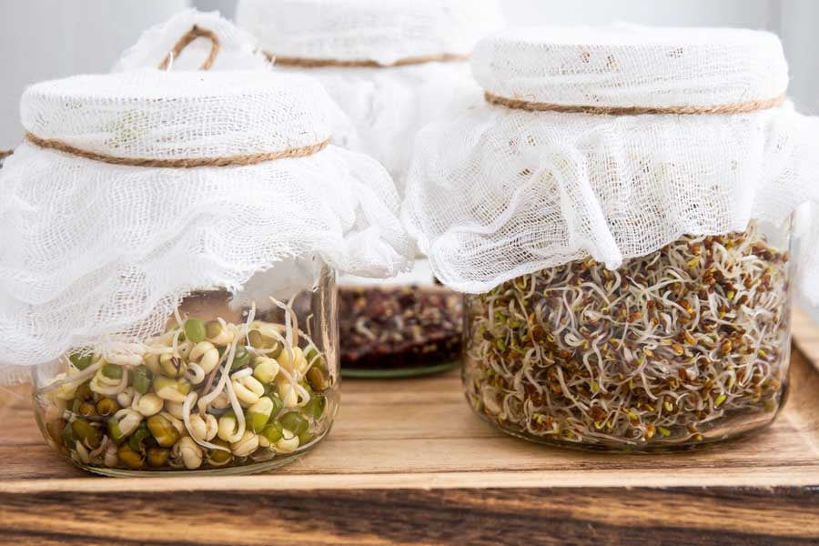 кълнове от люцерна в буркани