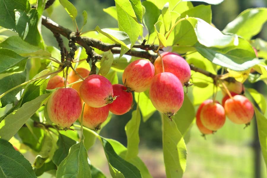 дива ябълка.