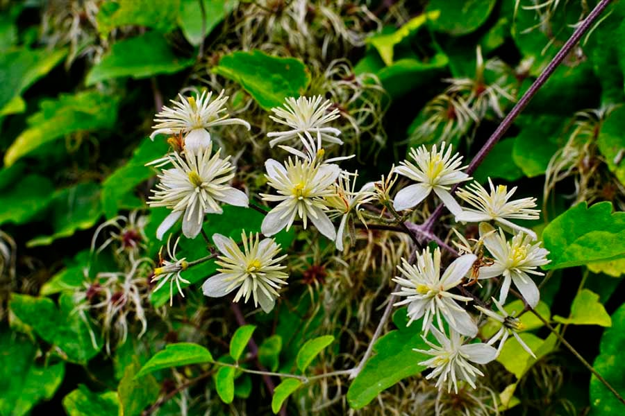 есенция от повет