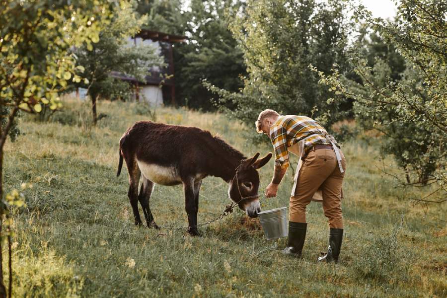 Магарешко мляко от ферма.