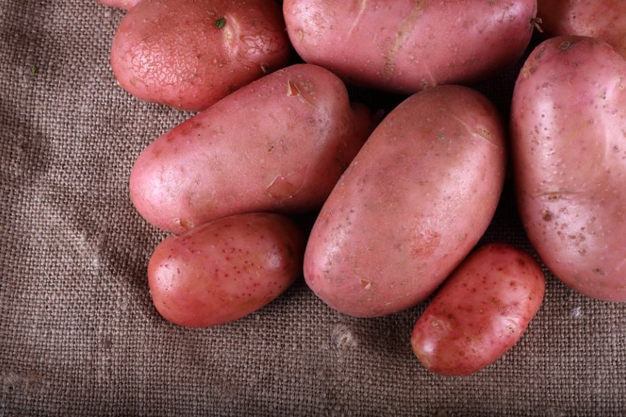 Кои са най-вкусните сортове картофи? 5 Най-вкусни сортове картофи - Ред Скарлет.