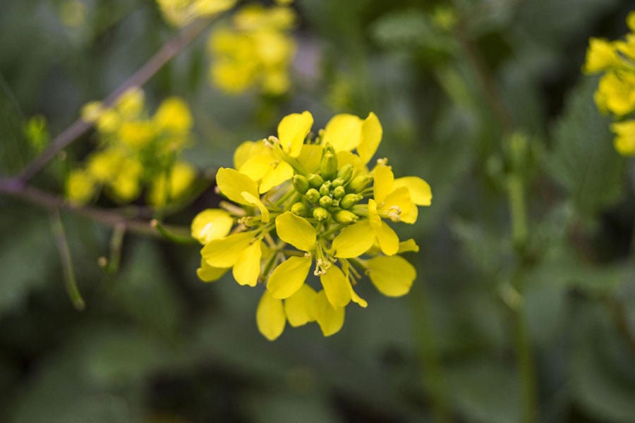 полски синап