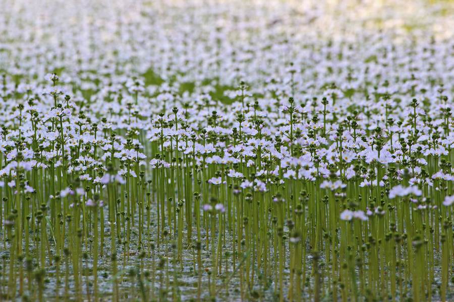Водна теменуга - Бах.