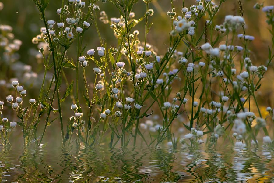 Водна теменуга.