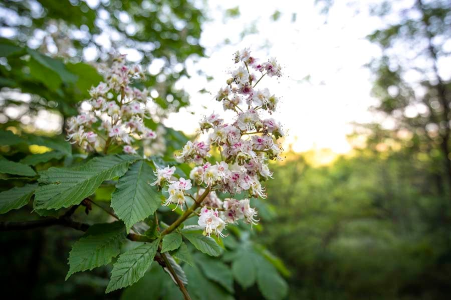 бахови есенции, пъпка от бял конски кестен