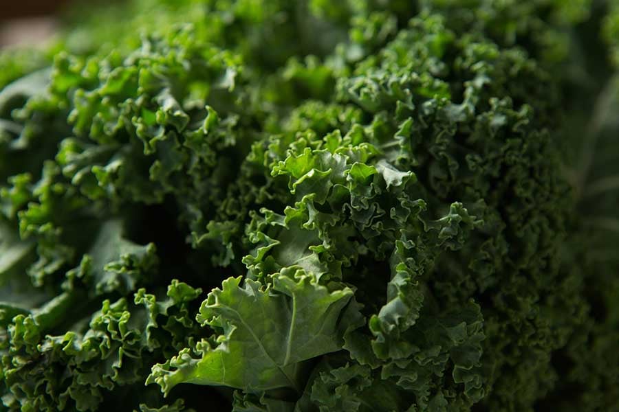 kale-kudravo-zele Кейл, къдраво зеле.