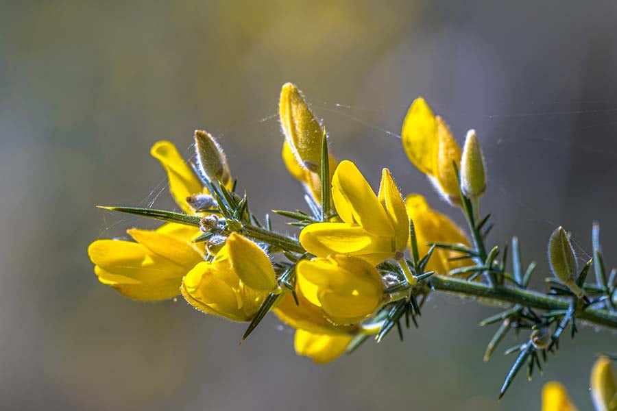 Прещип, Gorse капки.