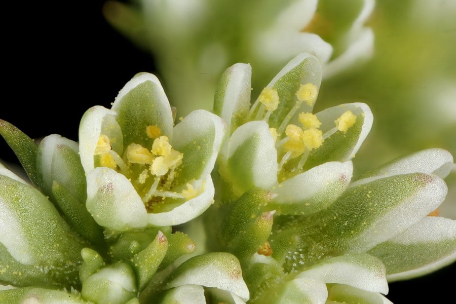 Склерантус - същност.