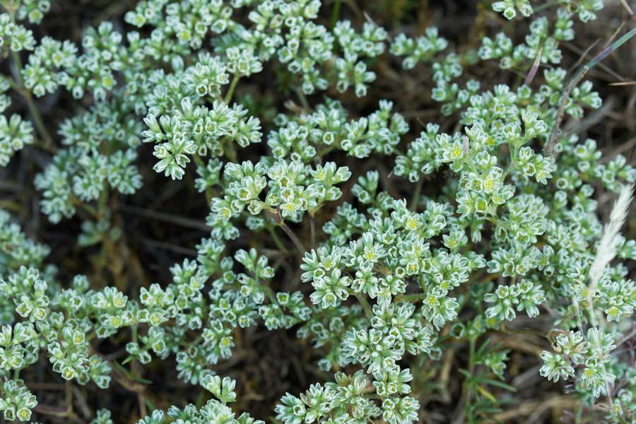 Хрущялка - положителни утвърждения.