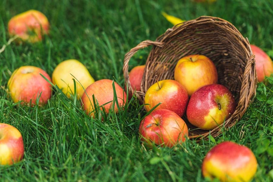 плодове ябълка в кошница