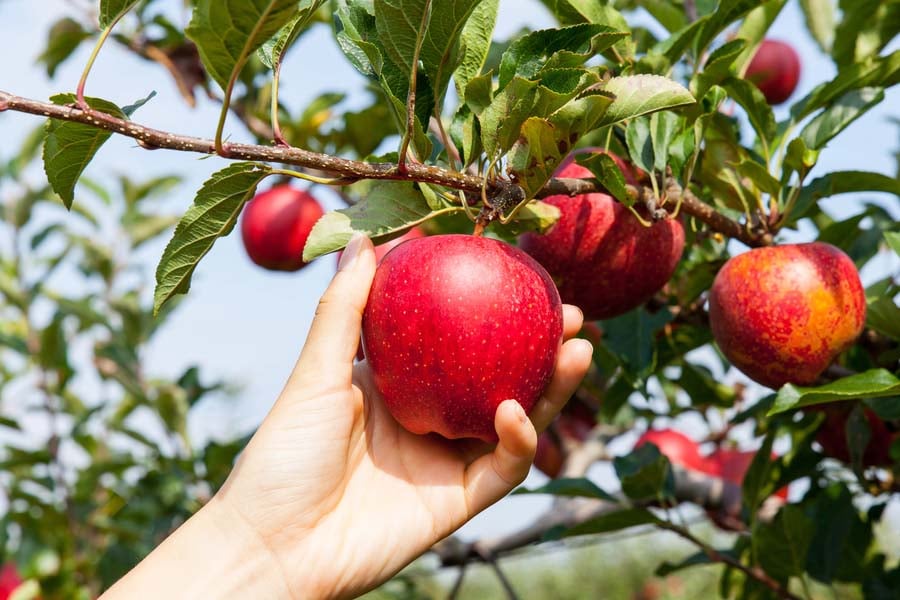 ръка бере ябълка
