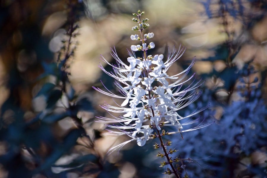 Билката котешки мустачки.