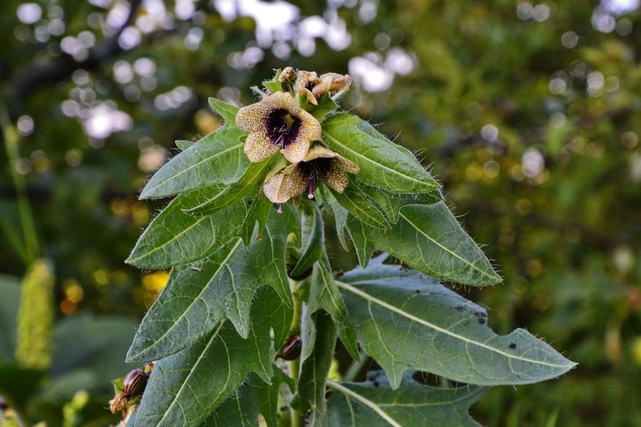 Черна попадийка