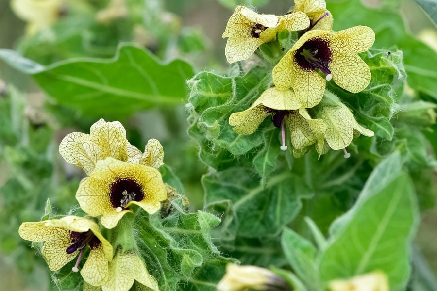 Черна попадийка