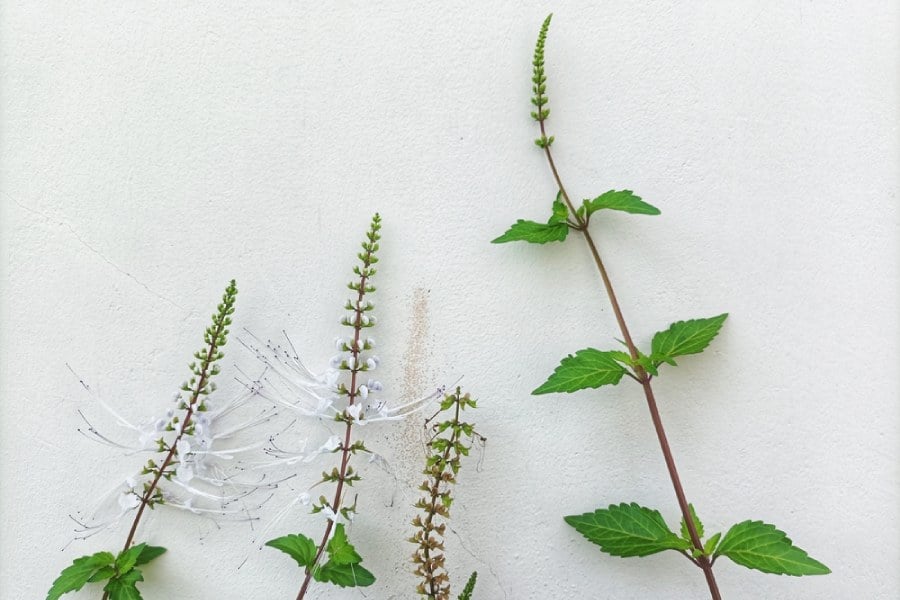 Цъфнали котешки мустачки.