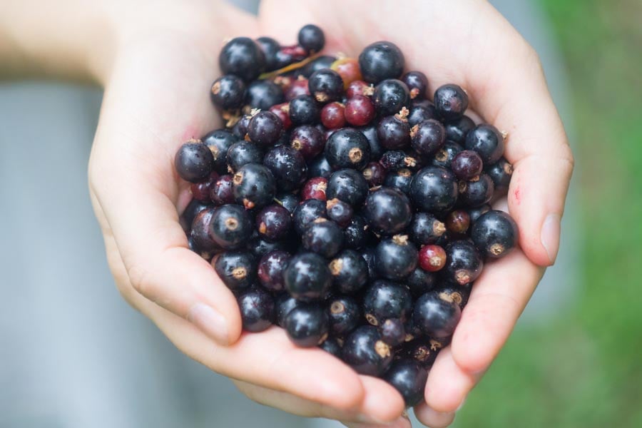 касис в ръце