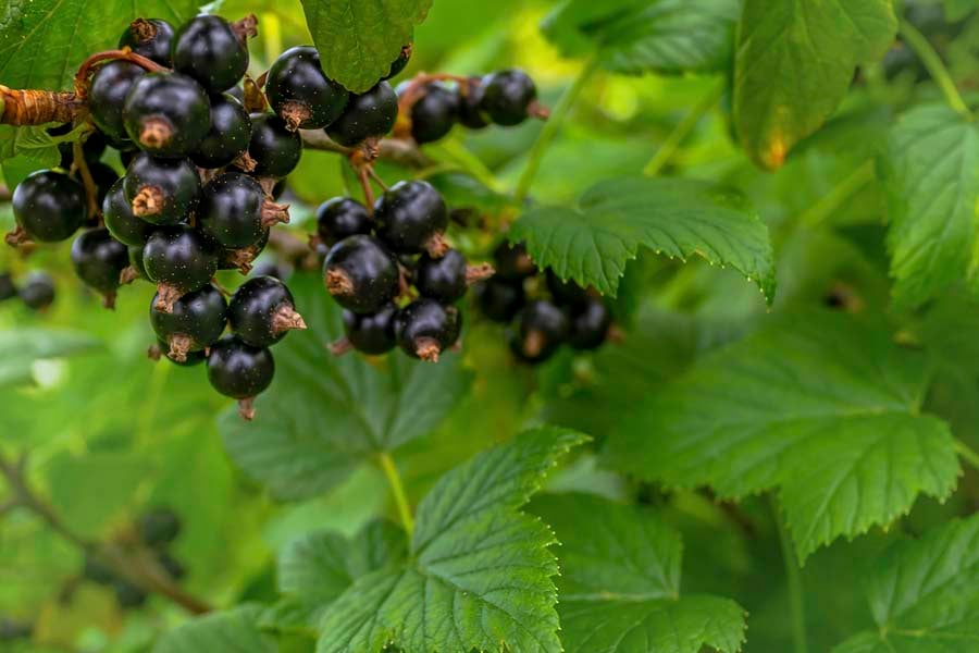 касис на клонка