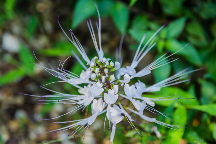 Котешки мустачки - билка.