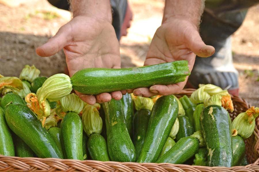 тиквички за приготвянето на вегетариански рулца от тиквички