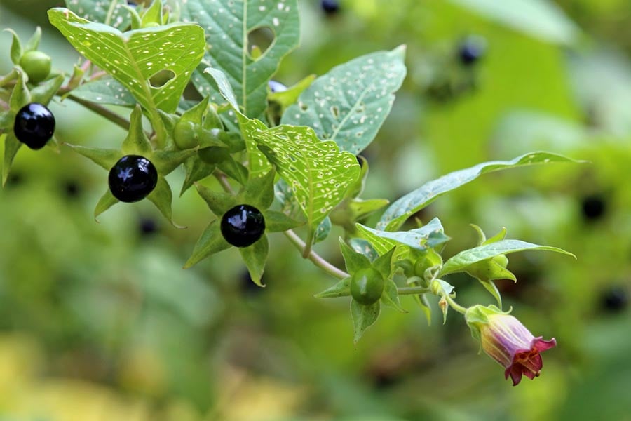 холинолитици