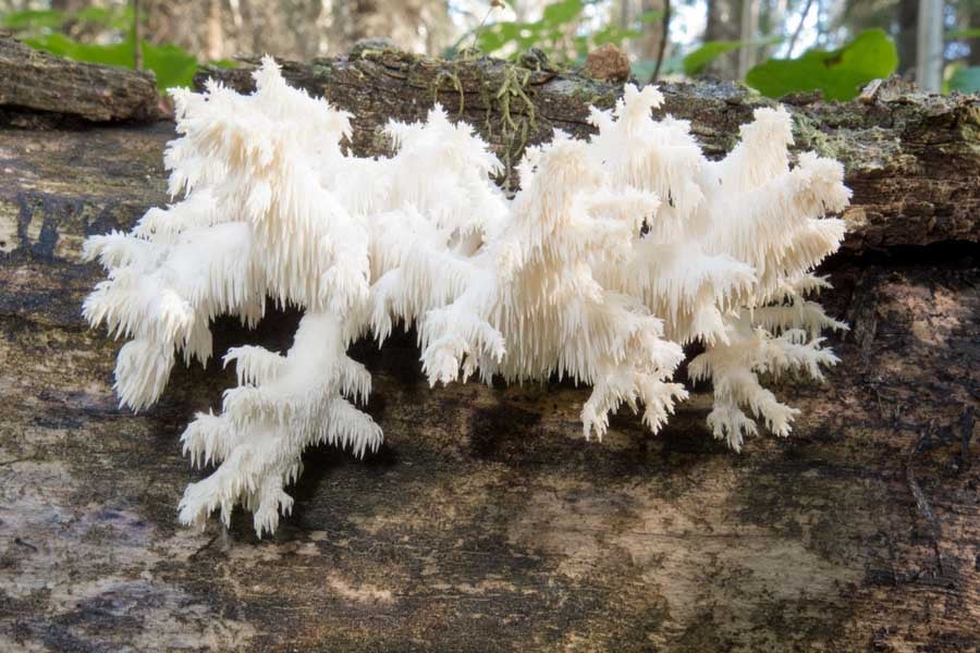 лъвска грива при диабет