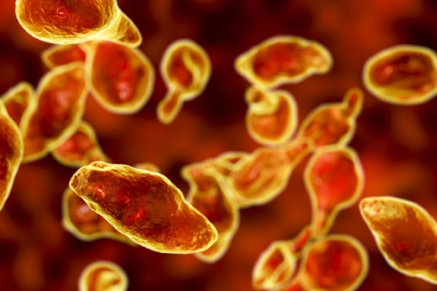 Бактерия микоплазма