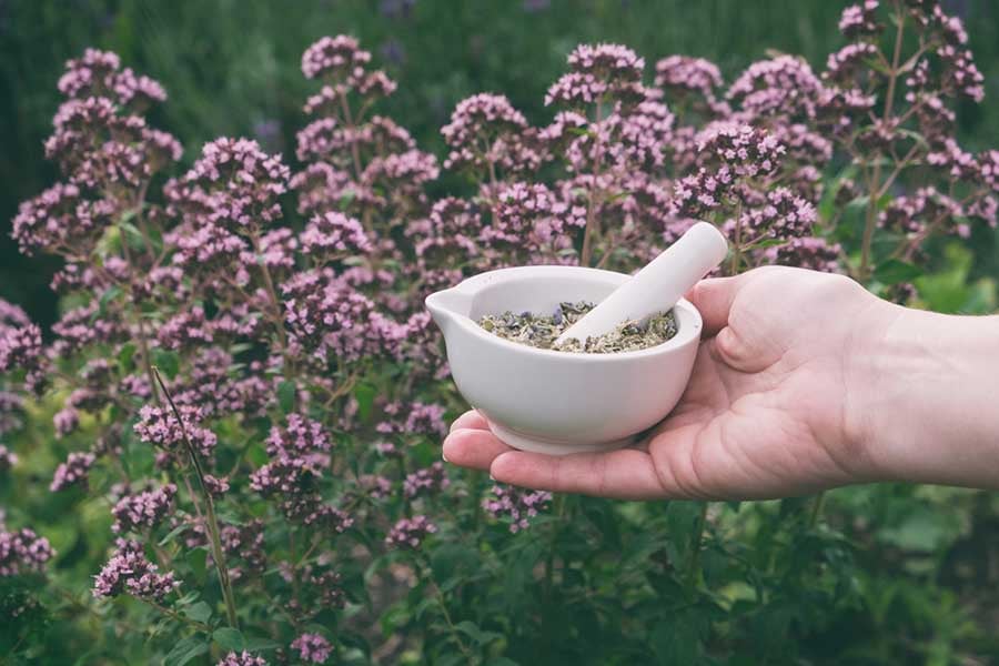 Риган, oregano.