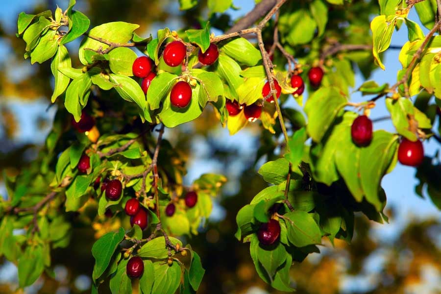 дренки на дърво