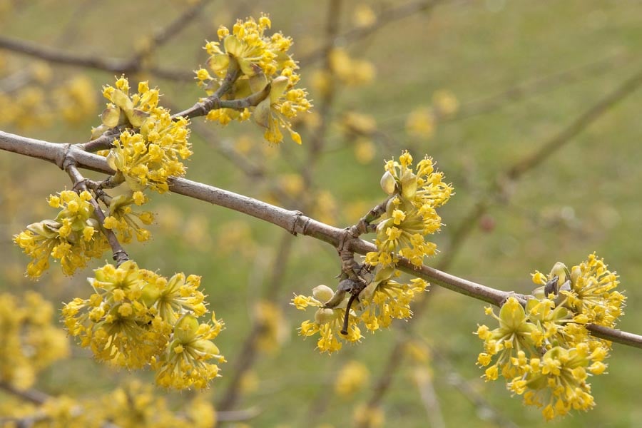 цветове на дрян, дренки