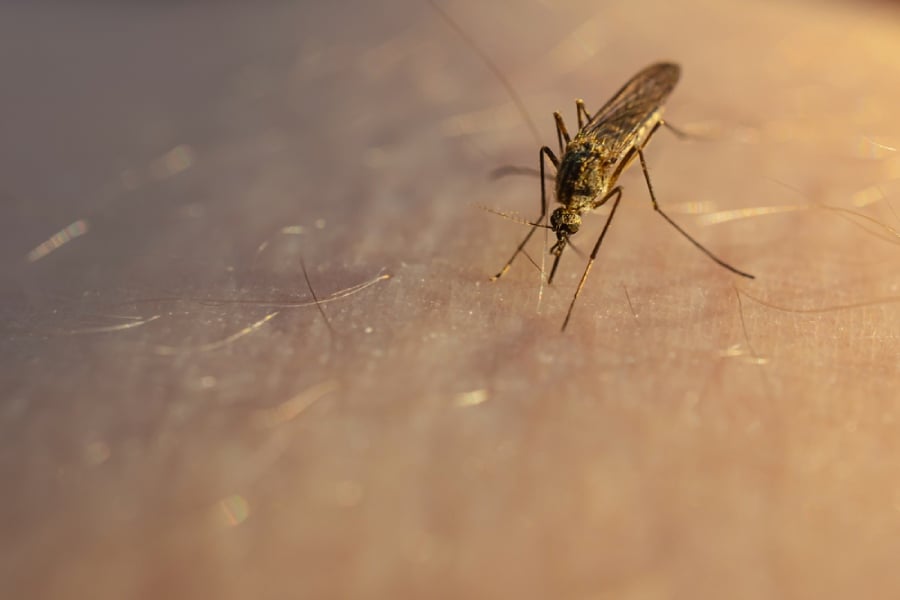 Западнонилска треска: същност и симптоми 6 Западнонилска треска, комар