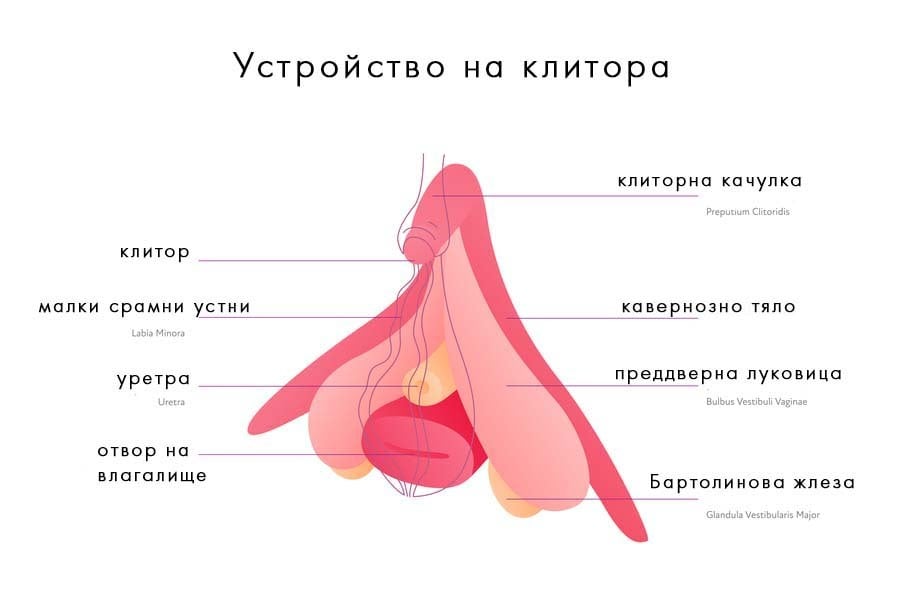 Клитор, оргазми
