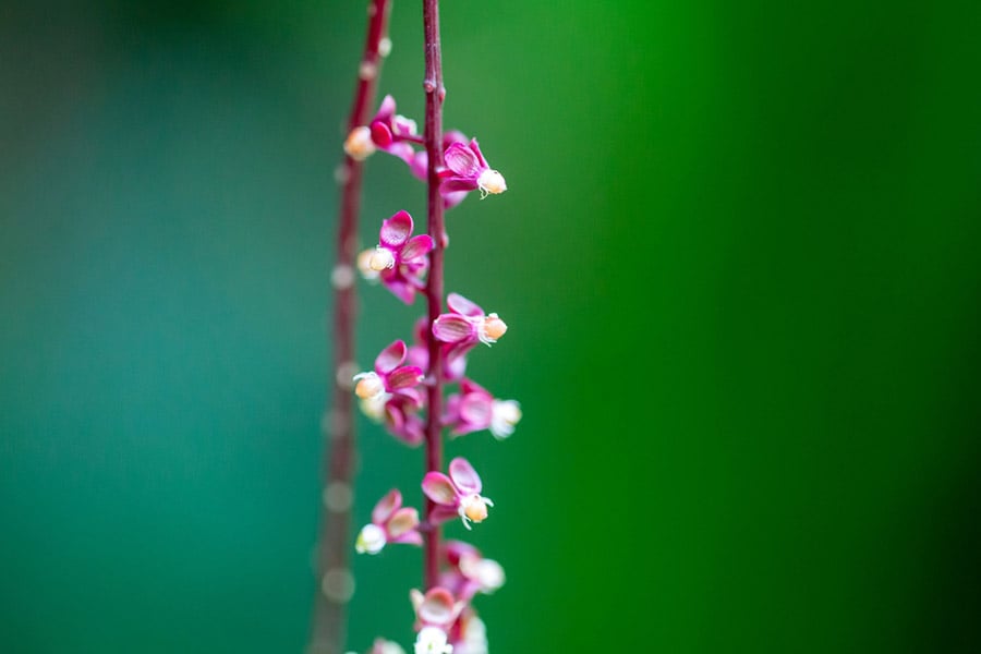 Краста - лечение, симптоми и съвети 6 Kраста, перувиан.