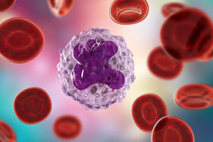 структура моноцити