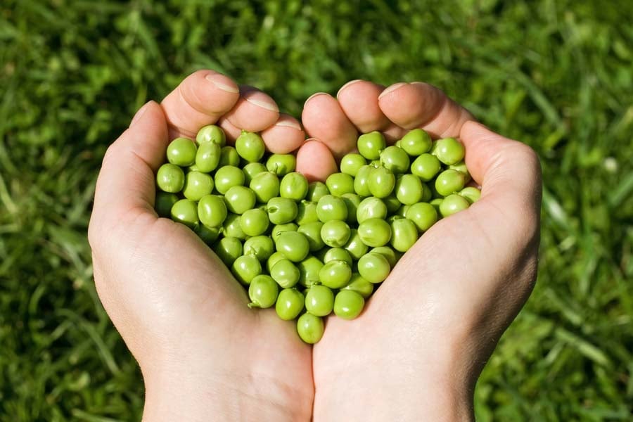 брашно от грах